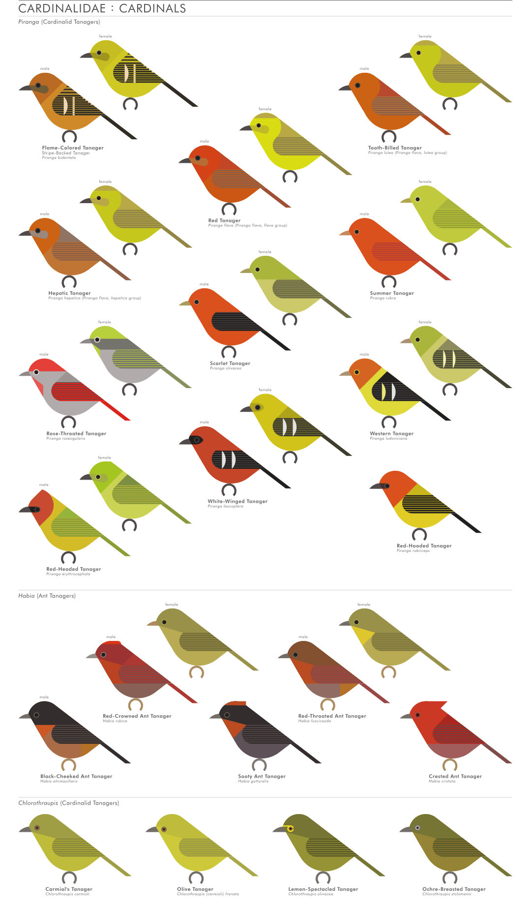 scott partridge - AVE - avian vector encyclopedia - cardinals - bird vector art