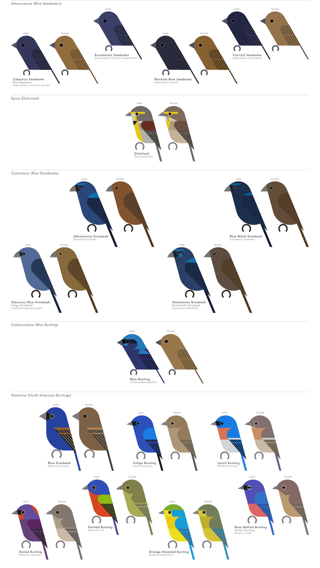 scott partridge - AVE - avian vector encyclopedia - cardinals - bird vector art