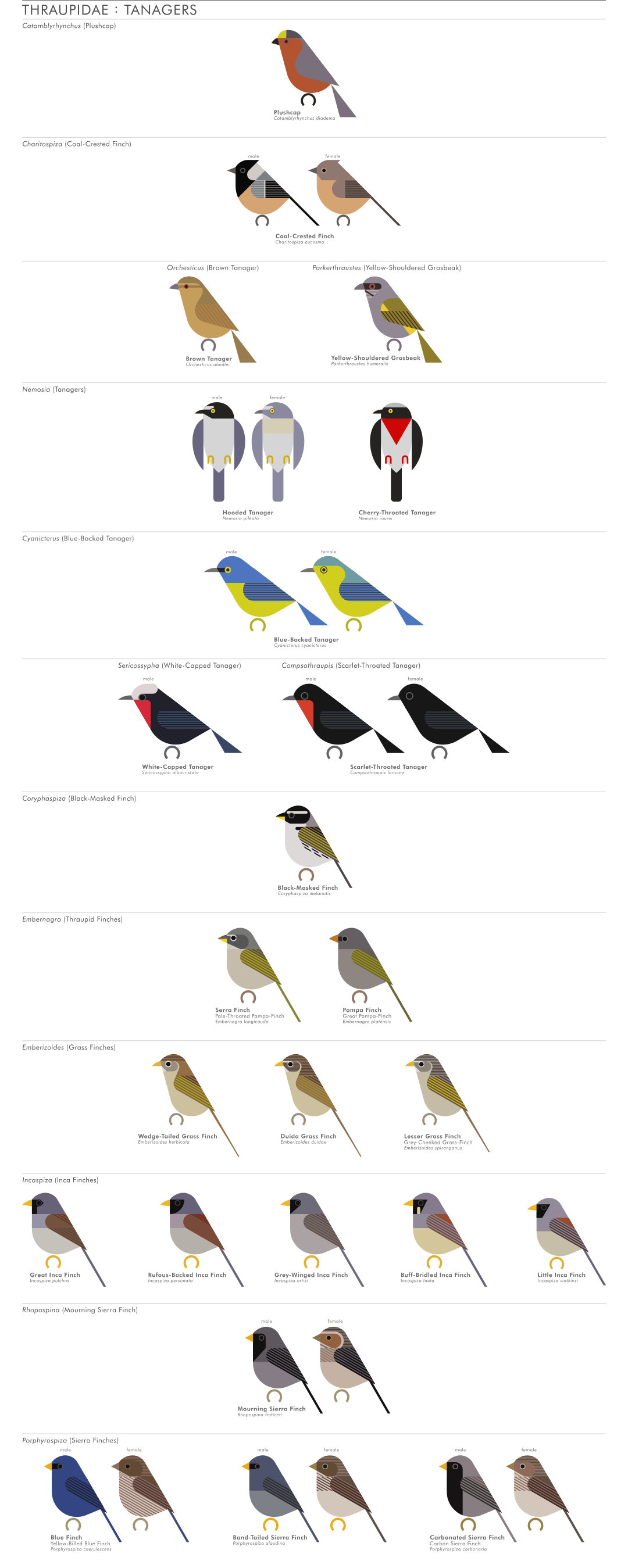 scott partridge - AVE - avian vector encyclopedia - tanagers - bird vector art