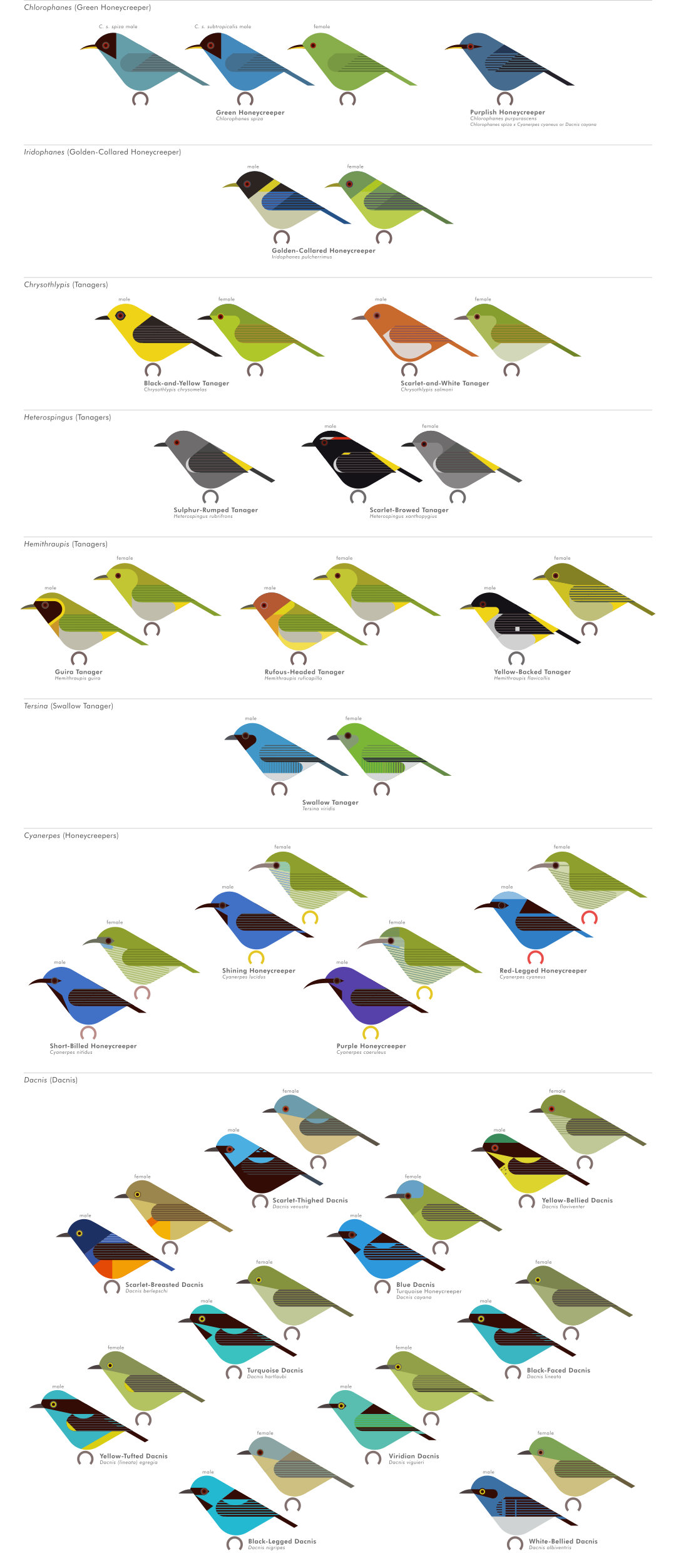 scott partridge - AVE - avian vector encyclopedia - tanagers - bird vector art