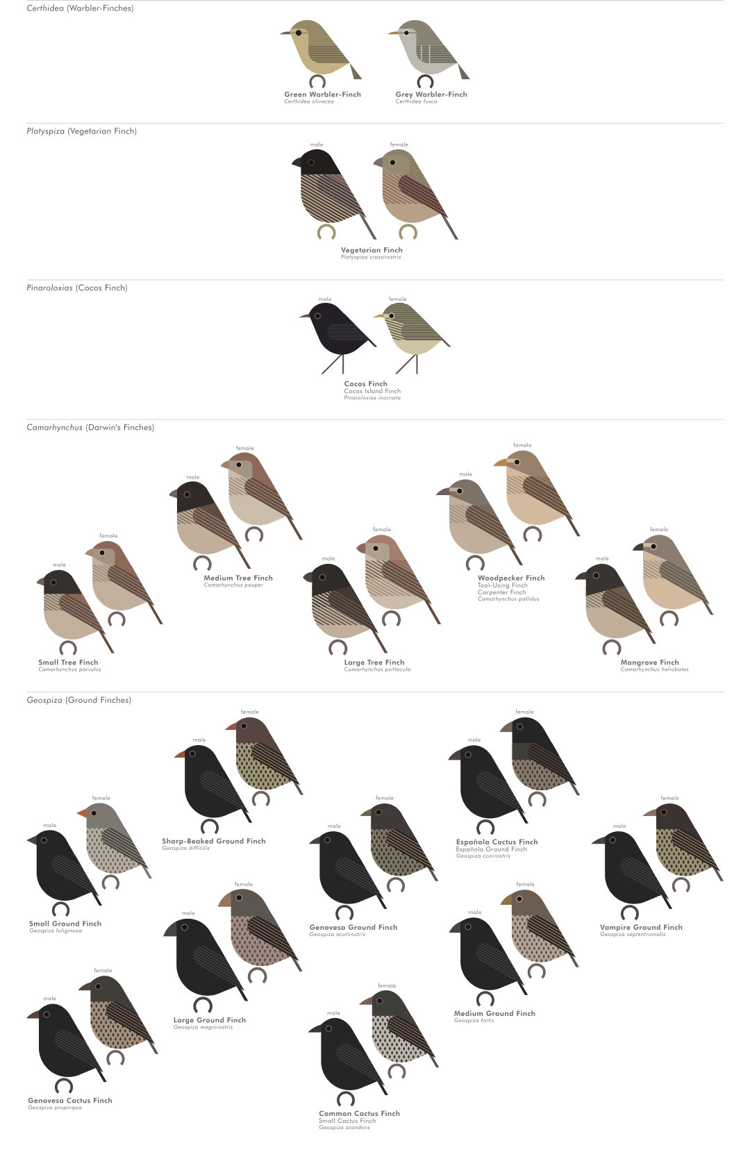 scott partridge - AVE - avian vector encyclopedia - tanagers - bird vector art
