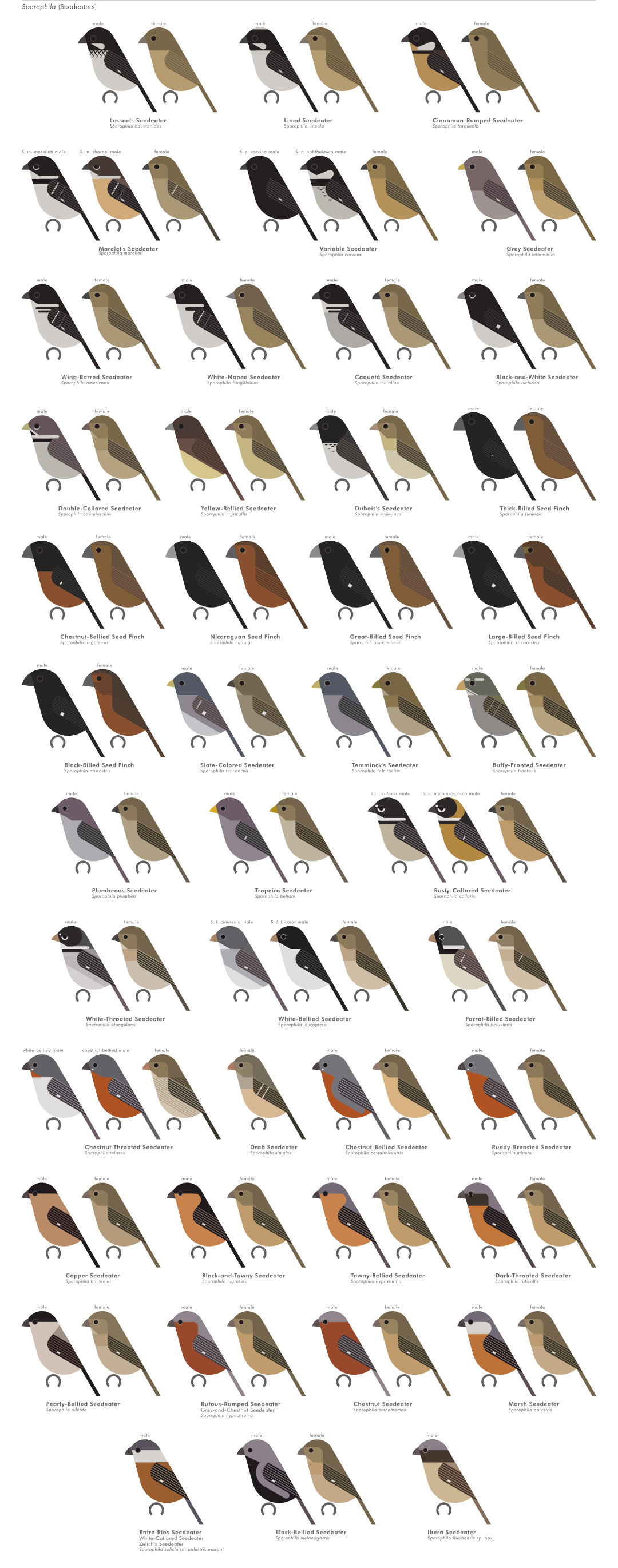 scott partridge - AVE - avian vector encyclopedia - tanagers - bird vector art
