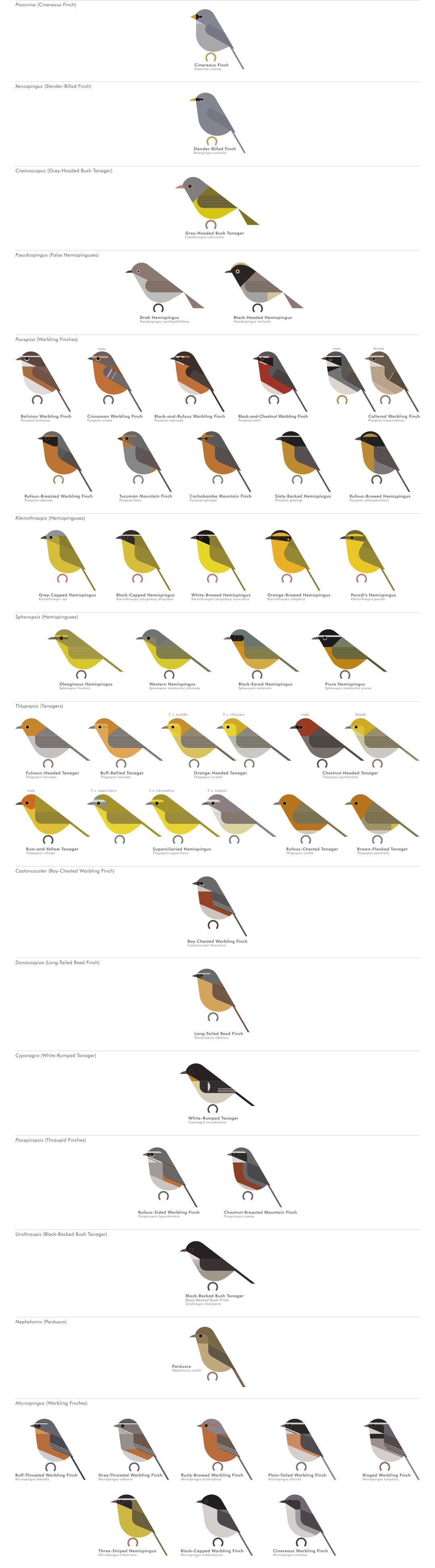 scott partridge - AVE - avian vector encyclopedia - tanagers - bird vector art