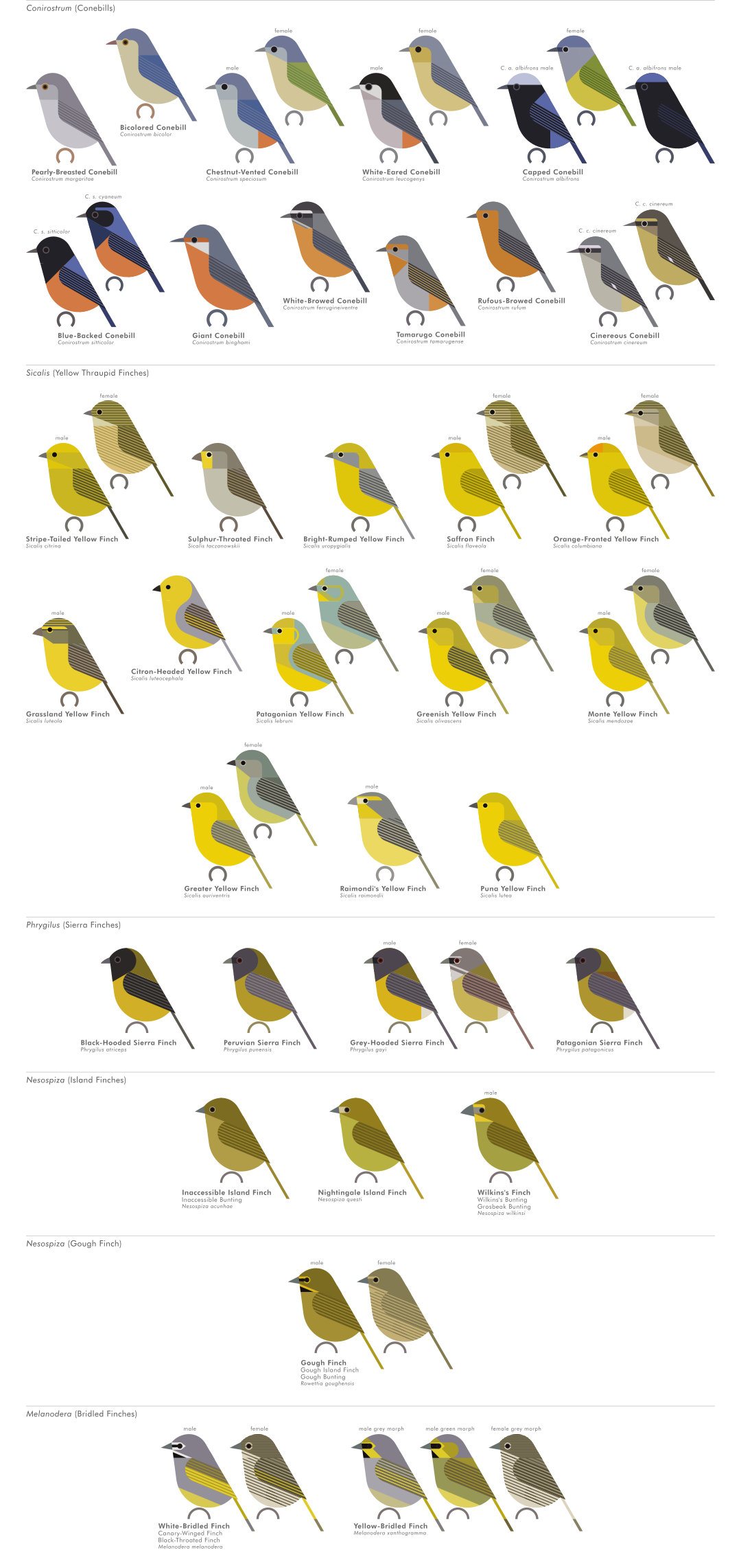 scott partridge - AVE - avian vector encyclopedia - tanagers - bird vector art