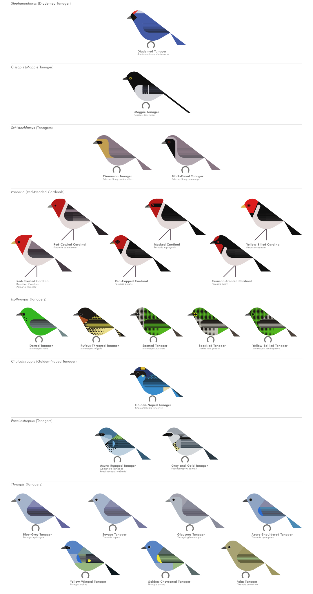 scott partridge - AVE - avian vector encyclopedia - tanagers - bird vector art