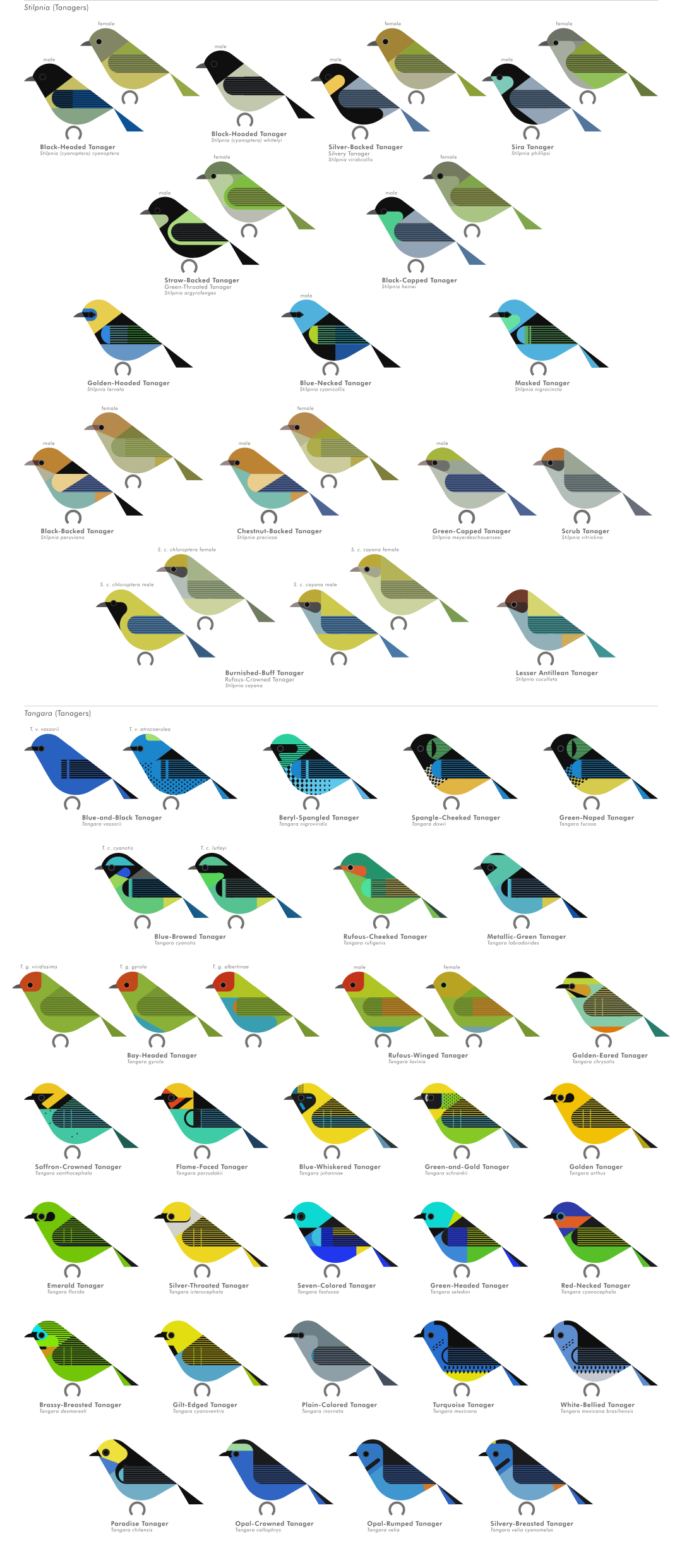 scott partridge - AVE - avian vector encyclopedia - tanagers - bird vector art