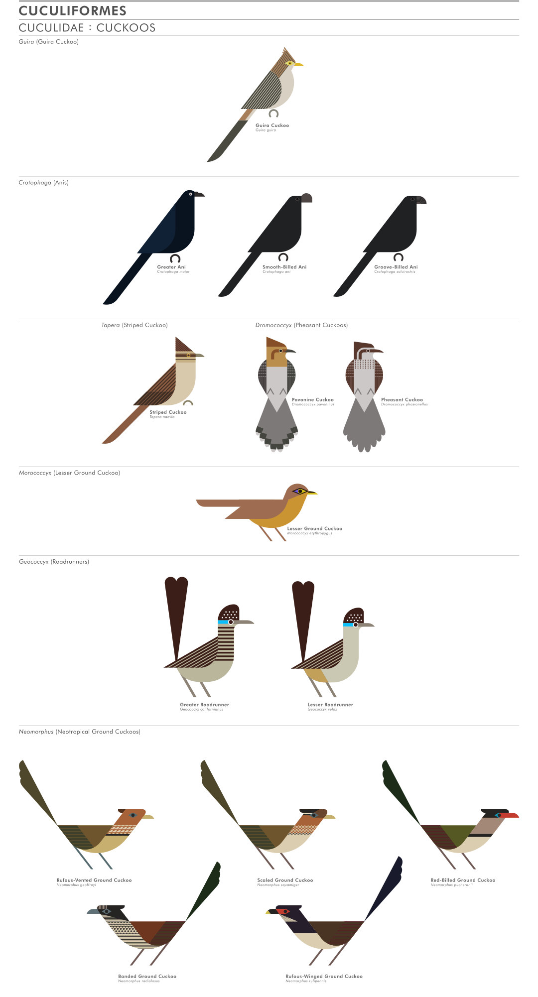 scott partridge - ave - avian vector encyclopedia - cuckoos Cuculidae Cuculiformes - vector bird art