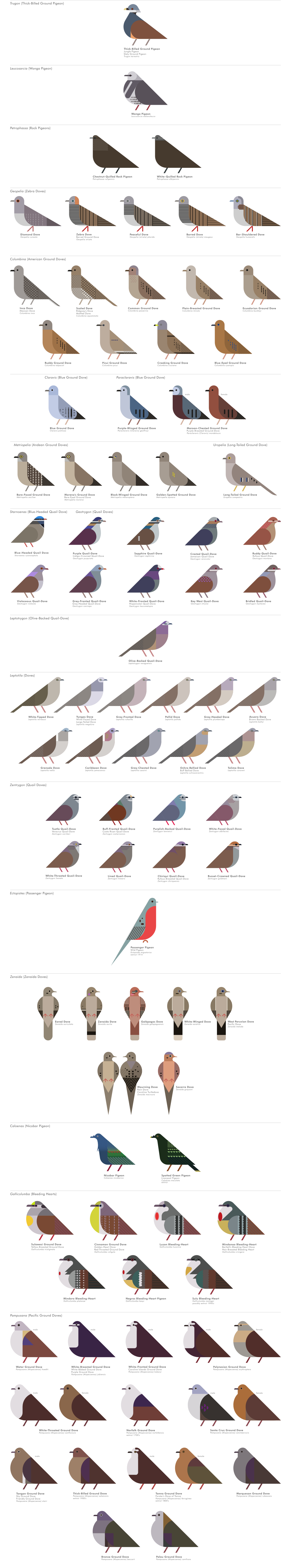 scott partridge - ave - avian vector encyclopedia - pigeons and doves Columbidae Columbiformes - vector bird art