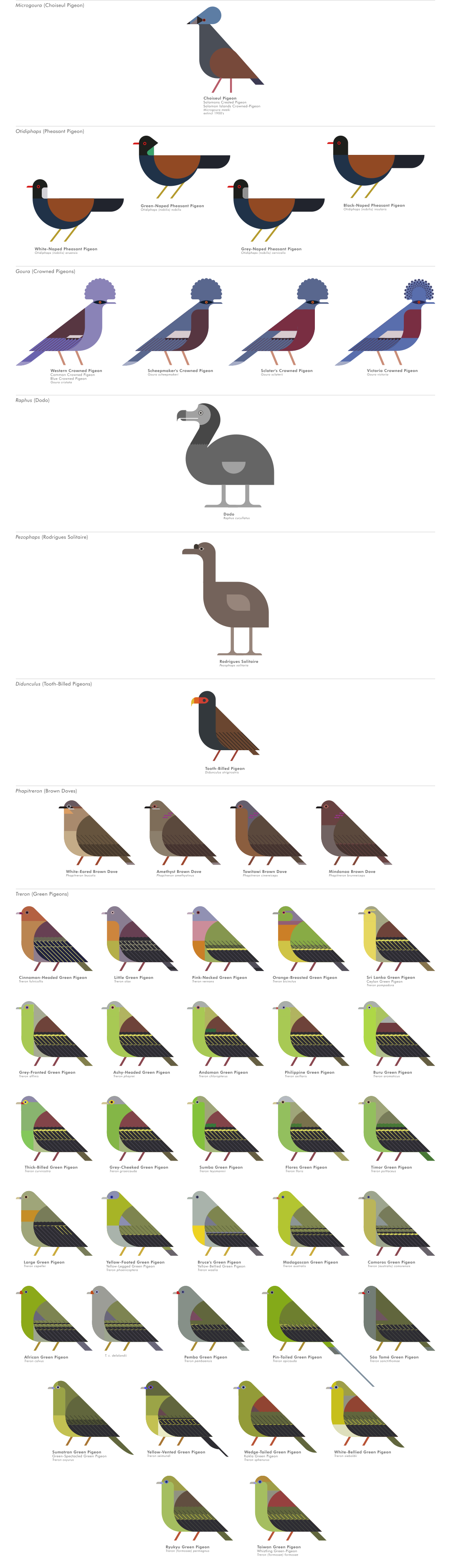scott partridge - ave - avian vector encyclopedia - pigeons Columbidae Columbiformes - vector bird art