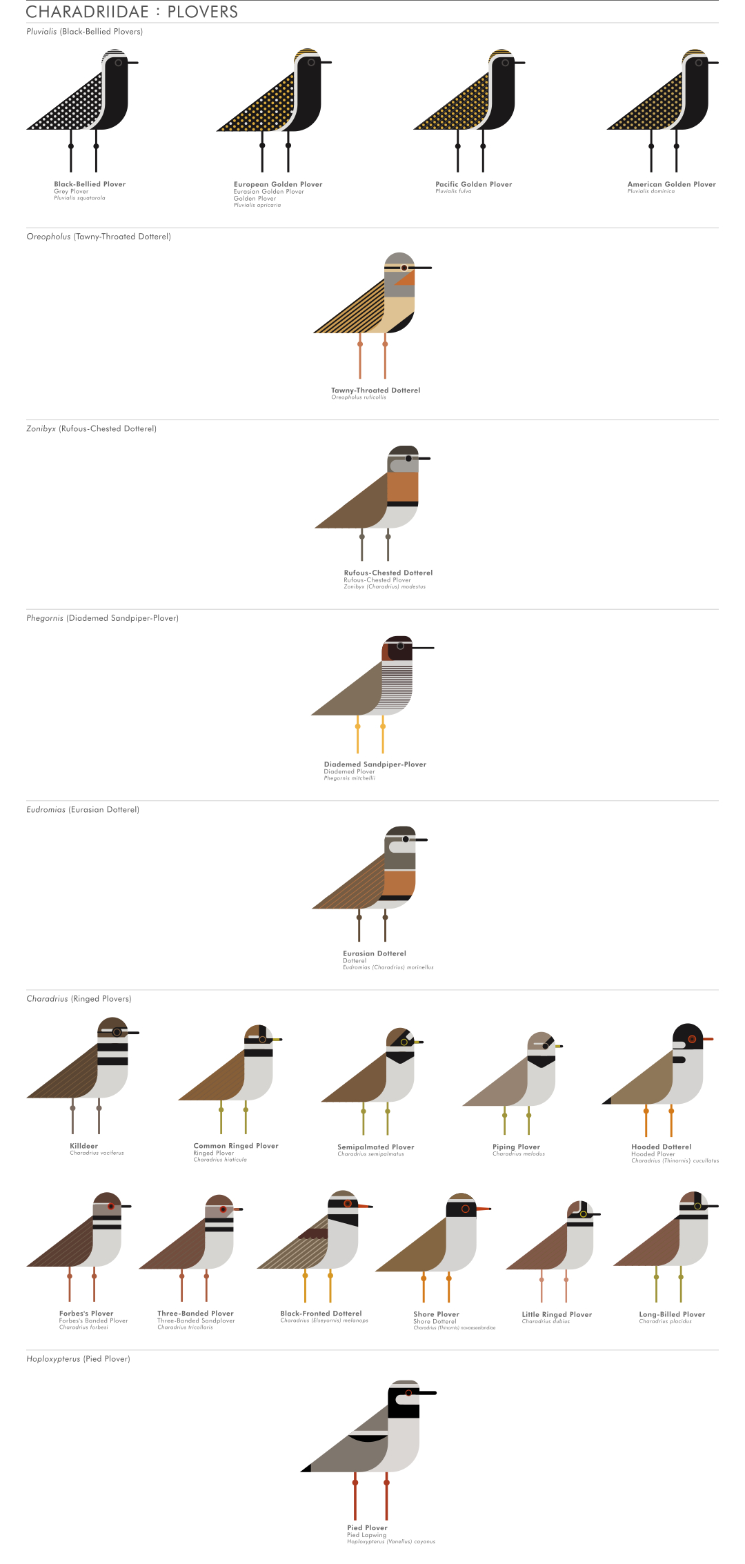 scott partridge - ave - avian vector encyclopedia - shorebirds plovers - vector bird art