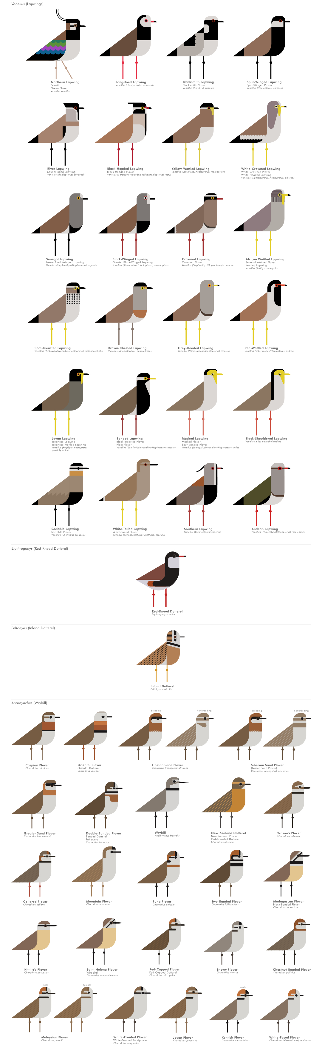 scott partridge - ave - avian vector encyclopedia - shorebirds plovers - vector bird art