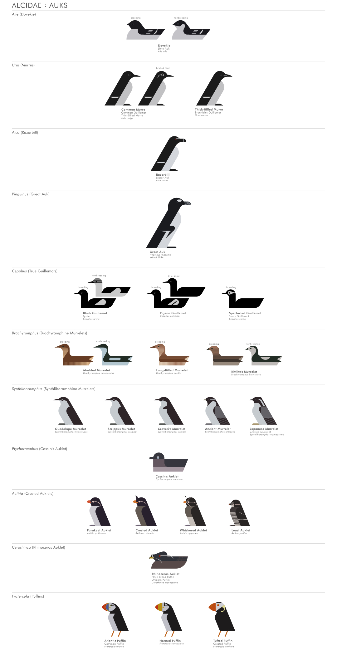scott partridge - ave - avian vector encyclopedia - auks - vector bird art