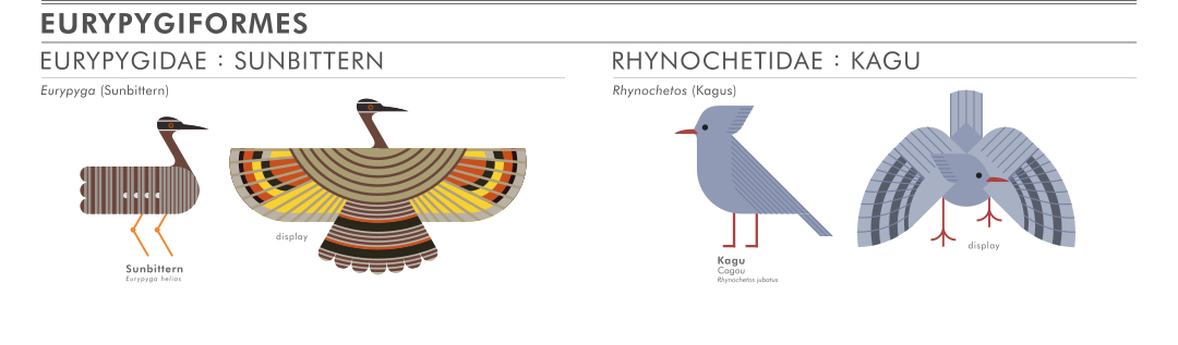 scott partridge - ave - avian vector encyclopedia - sunbitten kagu Eurypygiformes