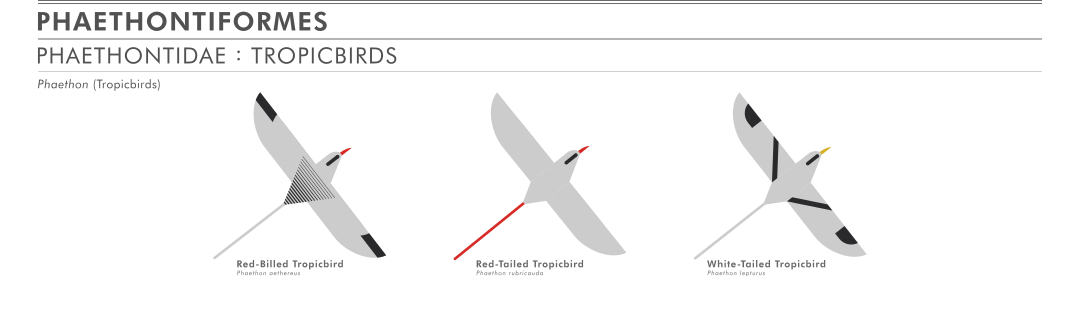 scott partridge - ave - avian vector encyclopedia - tropicbirds Phaethontiformes Phaethontidae