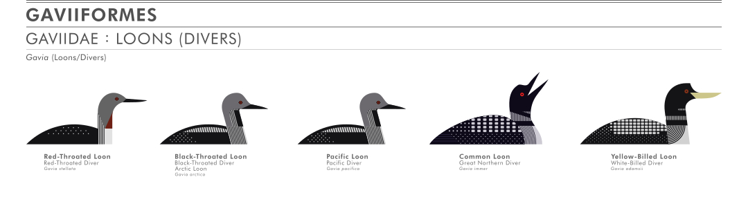 scott partridge - ave - avian vector encyclopedia - loons divers gaviiformes gaviidae