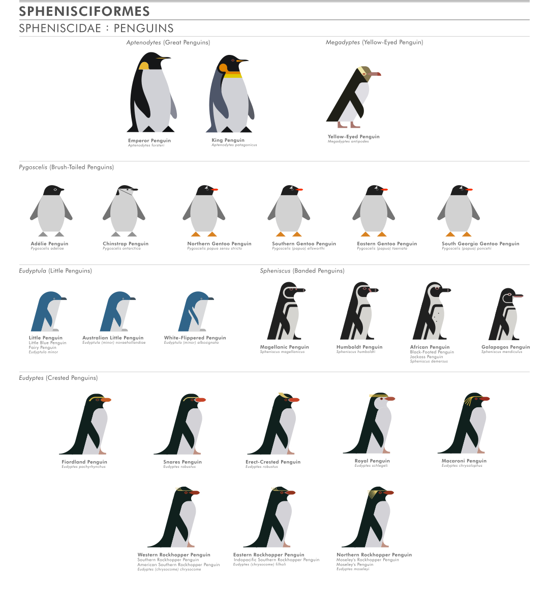 scott partridge - ave - avian vector encyclopedia - penguins Spheniscidae Sphenisciformes- bird vector art