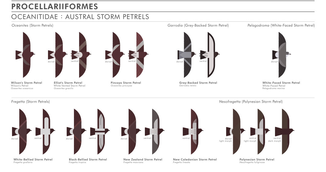 scott partridge - ave - avian vector encyclopedia - storm petrels Procellariidae Procellariiformes - bird vector art