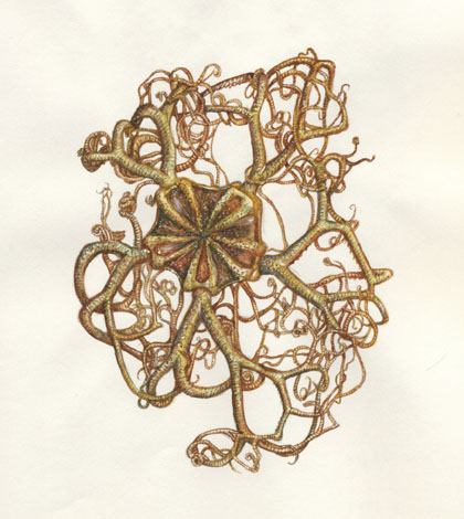 BASKET STAR Gorgonocephalus arcticus