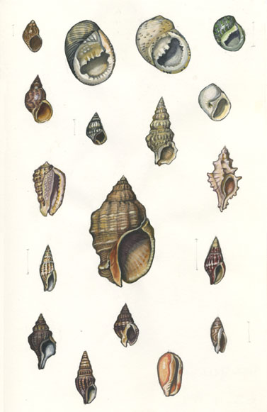 shells from belize Tricola affinis Nerita fulgurans Nerita versicolor Neritina meleagris 
Littorina nebulosa Littorina lineolata Cerithum algicola Polinices lauteus 
Morum oniscus Thais Haemastoma Muricopsis oxytatus 
Anarchis avara Anarchis sparsa Nassarius Olivella minuta 
Crassispira Prunus maculata