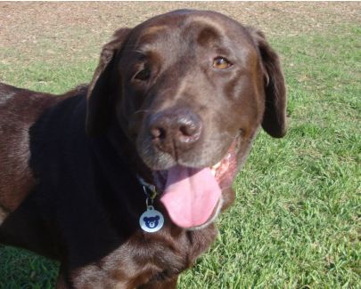pet id tag