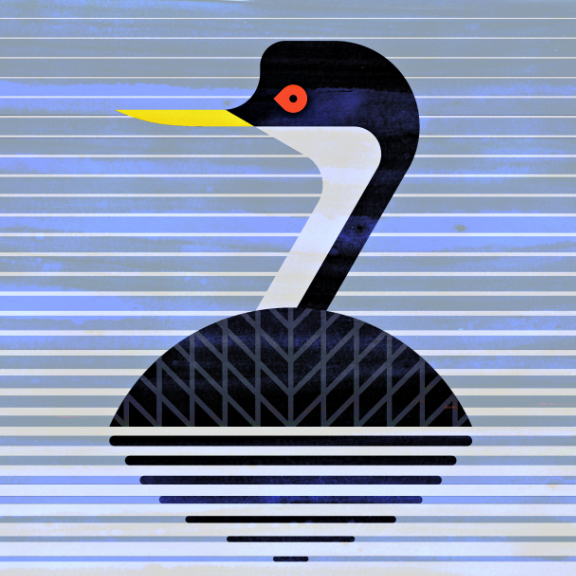 scott partridge - bird genoscape project - western grebe