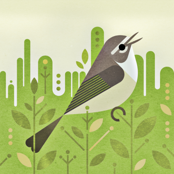 scott partridge - bird genoscape project - >Warbling Vireo