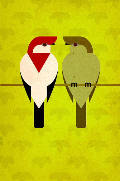 Scott Partridge - Illustration - Araripe Manakin