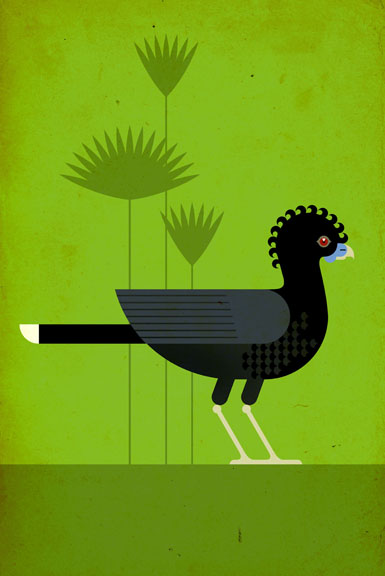 Scott Partridge - Illustration - Blue-Billed Curassow