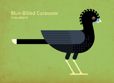 Scott Partridge - Illustration - Blue-Billed Curassow