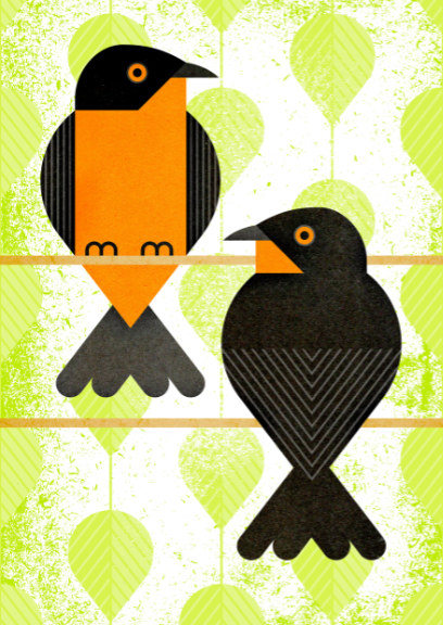 Scott Partridge - Illustration - Black-Cheeked Ant-Tanager