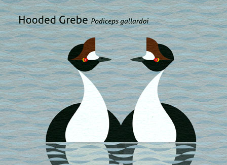 Scott Partridge - Illustration - Hooded Grebe