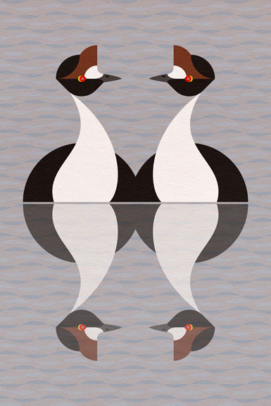 Scott Partridge - Illustration - Hooded Grebe