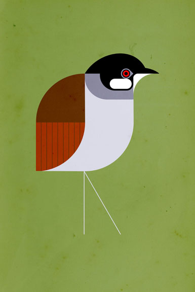 Scott Partridge - Illustration - Jocotoco Antpitta 