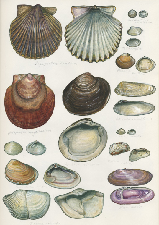 Aequipecten irradians Cerastoderma pinnulatum Tellina agilis Macoma balthica 
Placopecten magellanicus Arctica islandica Petrocola pholadiformis Lorbula contracta Hiatella arctica 
UNIDENTIFIED, Mesodesma arctatum Zirfaca crispata Siliqua costata