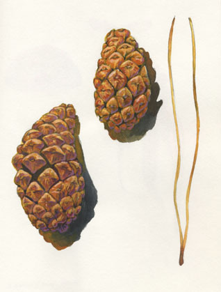 Pinus nigra