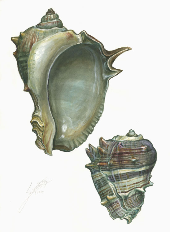 WEST INDIAN FIGHTING CONCH Melongena melongena