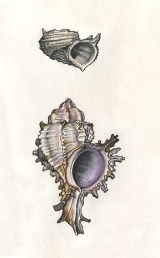 DELPHINULA SHELL Angaria delphinus ENDIVE MUREX Chicoreus endivia