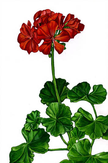 GERANIUM Pelargonium