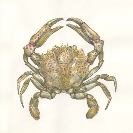 LADY CRAB Ovalipes ocellatus