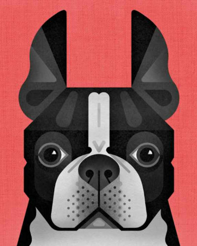 Scott Partridge - animal portrait - Boston Terrier