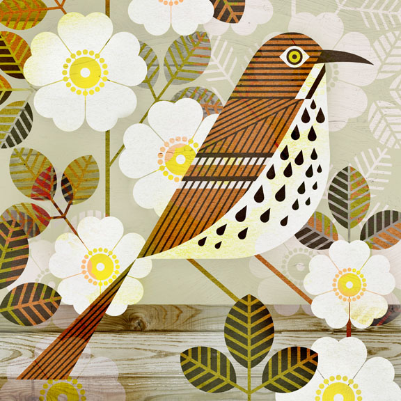 scott partridge - state bird and flower - Georgia - Brown Thrasher and Cherokee Rose