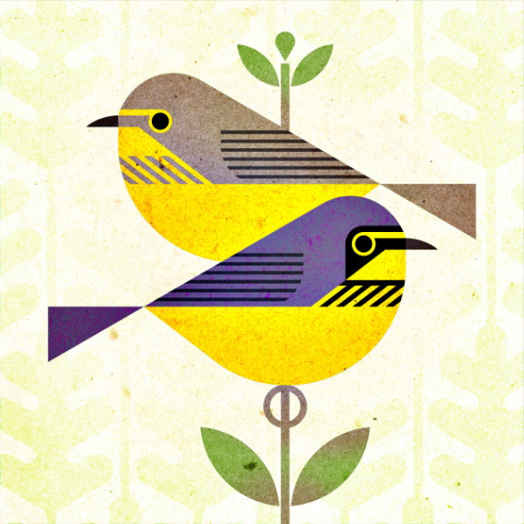 scott partridge - bird genoscape project - Canada Warbler