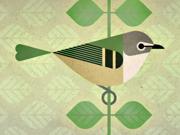 scott partridge - bird genoscape project - Cassins Vireo