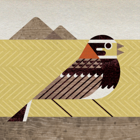 scott partridge - bird genoscape project - Chestnut-Collared Longspur