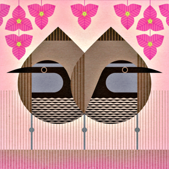 scott partridge - state bird and flower - Guam - Guam Rail and Bougainvillea