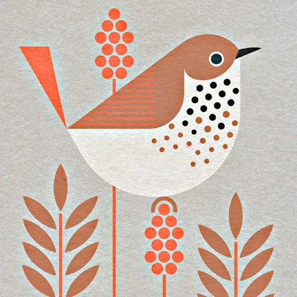 scott partridge - bird genoscape project - hermit thrush