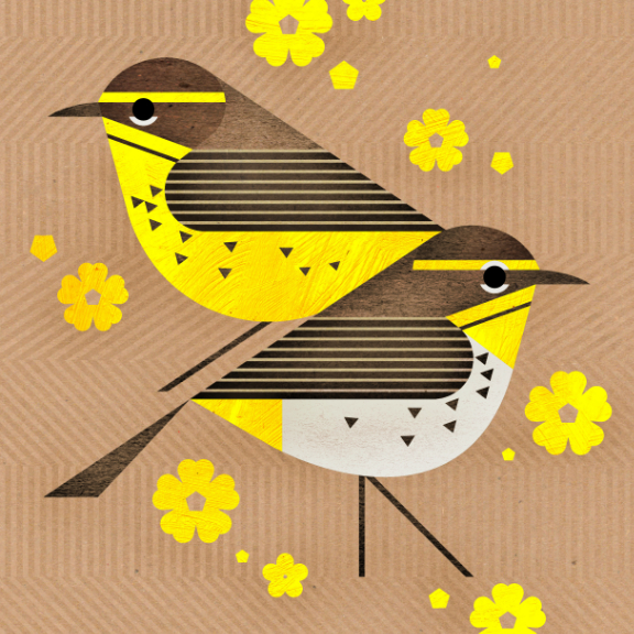 scott partridge - bird genoscape project - Palm Warbler