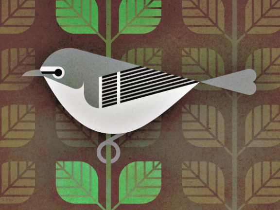 scott partridge - bird genoscape project - Plumbeous Vireo