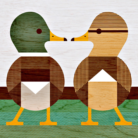 scott partridge - bird illustrations - terra maris - duck