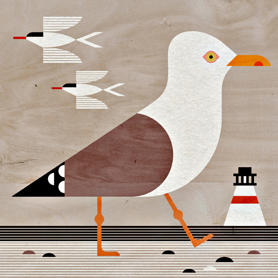 scott partridge - bird illustrations - terra maris - herring gull
